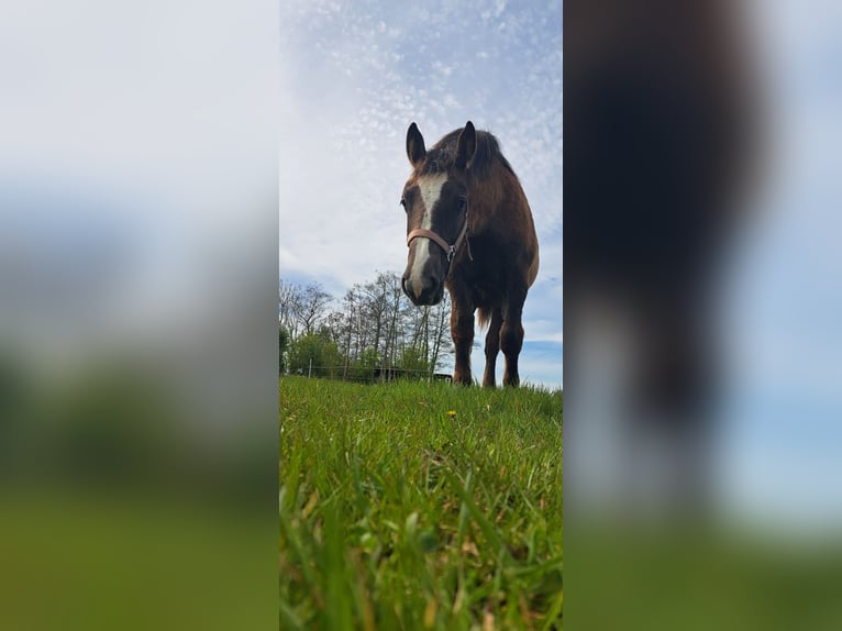 Huzule Mix Merrie 5 Jaar 145 cm Schimmel in Ovezande