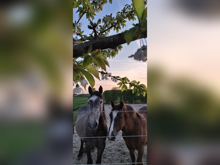 Huzule Mix Merrie 5 Jaar 145 cm Schimmel in Ovezande