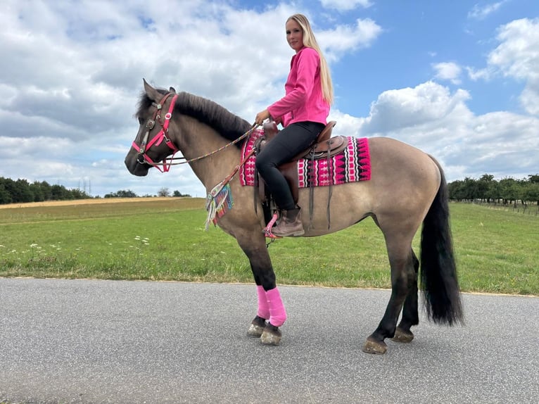 Huzule Mix Merrie 5 Jaar 150 cm Grullo in Linkenbach