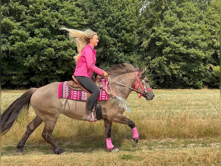 Huzule Mix Merrie 5 Jaar 150 cm Grullo in Linkenbach