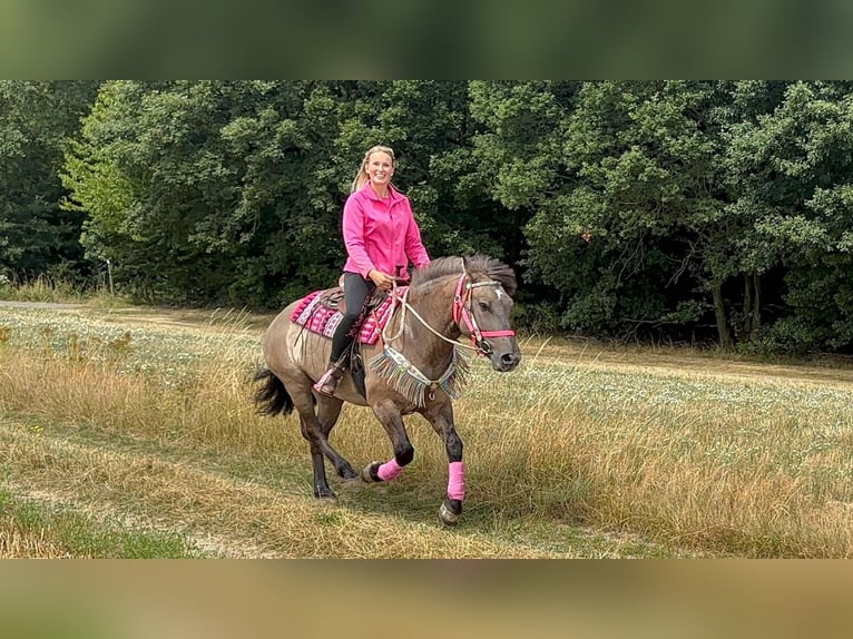 Huzule Mix Merrie 5 Jaar 150 cm Grullo in Linkenbach