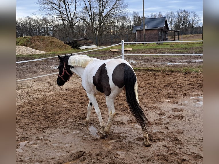 Huzule Merrie 6 Jaar 136 cm Gevlekt-paard in Forst