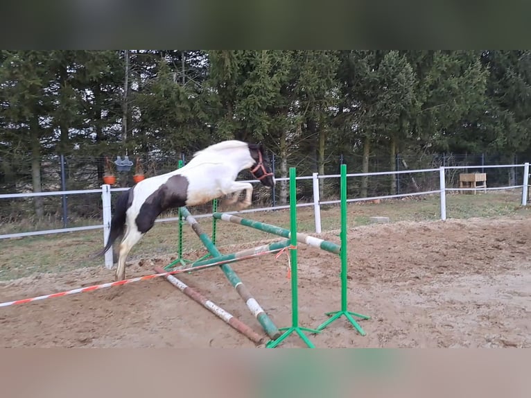 Huzule Merrie 6 Jaar 136 cm Gevlekt-paard in Forst