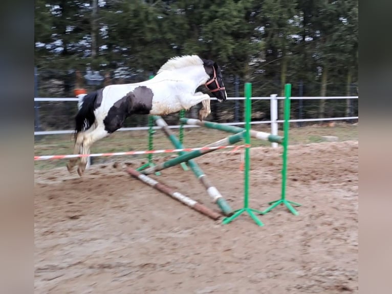 Huzule Merrie 6 Jaar 136 cm Gevlekt-paard in Forst