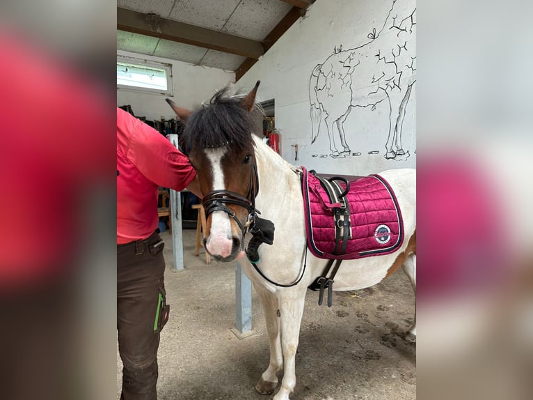 Huzule Merrie 7 Jaar 135 cm Gevlekt-paard in Ellingen