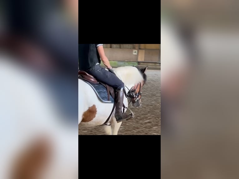 Huzule Merrie 7 Jaar 135 cm Gevlekt-paard in Ellingen