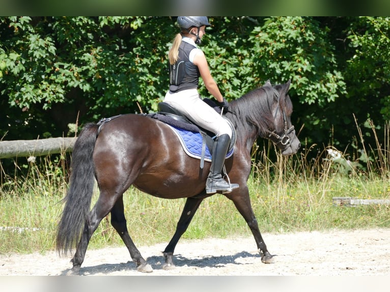 Huzule Merrie 7 Jaar 138 cm Zwart in Ramsau