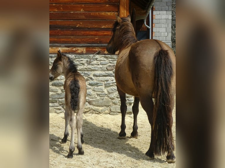 Huzule Merrie 7 Jaar 140 cm Grullo in Trag