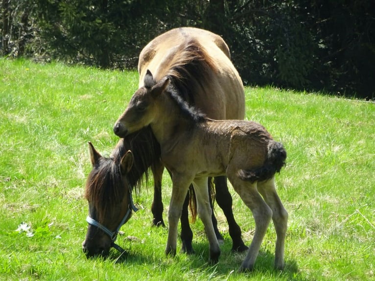 Huzule Merrie 7 Jaar 140 cm Grullo in Trag