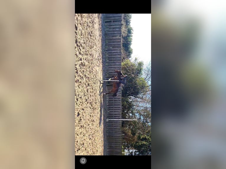 Huzule Merrie 7 Jaar 141 cm Bruin in Gasselternijveenschemond