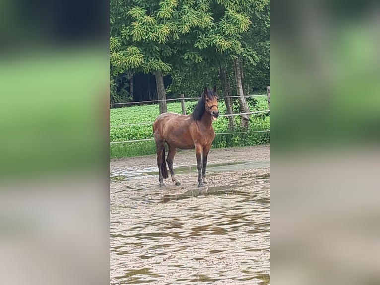 Huzule Merrie 7 Jaar 141 cm Bruin in Gasselternijveenschemond