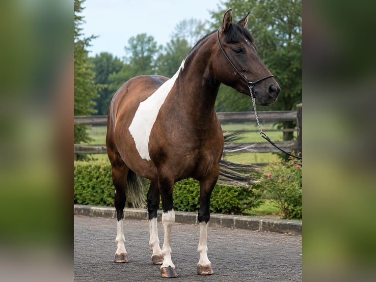 Huzule Merrie 7 Jaar 142 cm Gevlekt-paard in Someren
