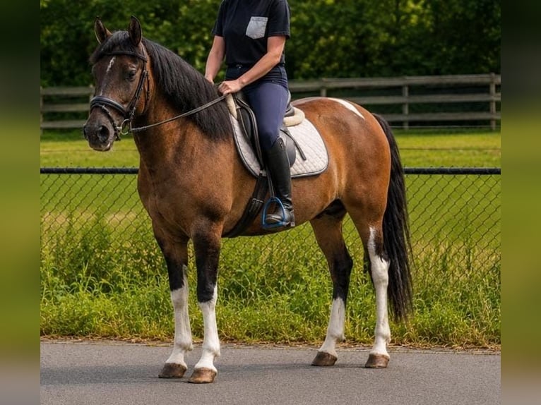 Huzule Merrie 7 Jaar 142 cm Gevlekt-paard in Someren