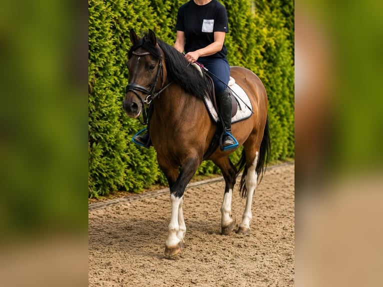 Huzule Merrie 7 Jaar 142 cm Gevlekt-paard in Someren