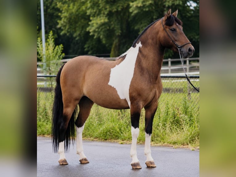 Huzule Merrie 7 Jaar 142 cm Gevlekt-paard in Someren