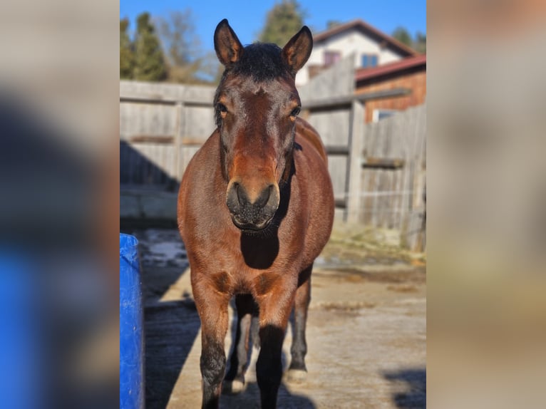 Huzule Merrie 7 Jaar 145 cm Donkerbruin in Mengkofen