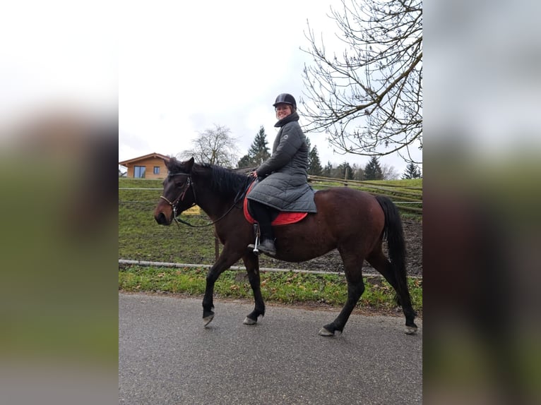 Huzule Merrie 7 Jaar 145 cm Donkerbruin in Mengkofen