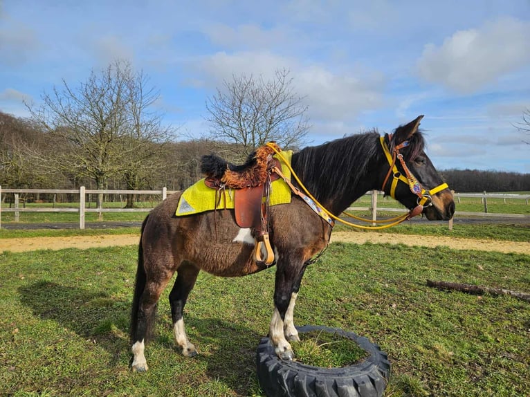 Huzule Merrie 7 Jaar 146 cm  in Linkenbach