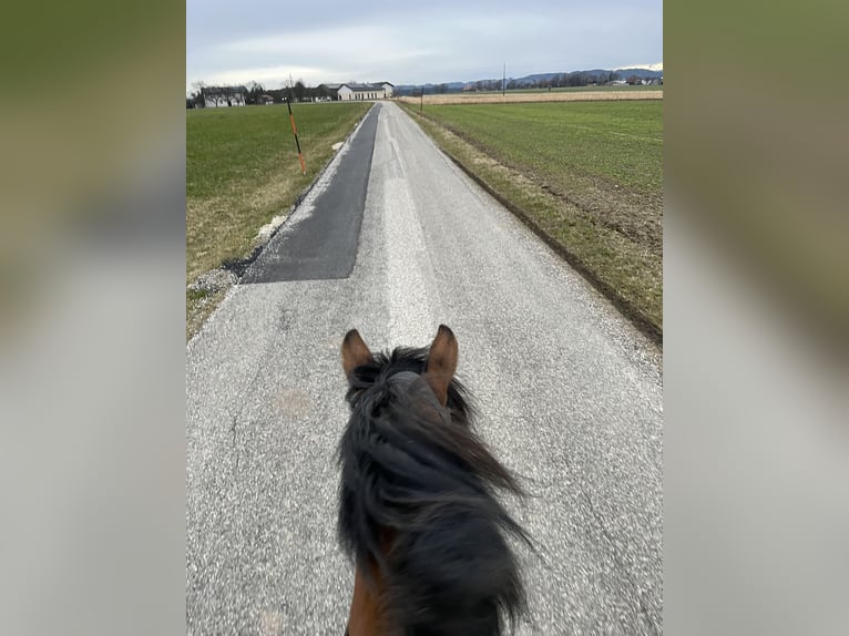 Huzule Merrie 7 Jaar 150 cm Bruin in Ried im Innkreis