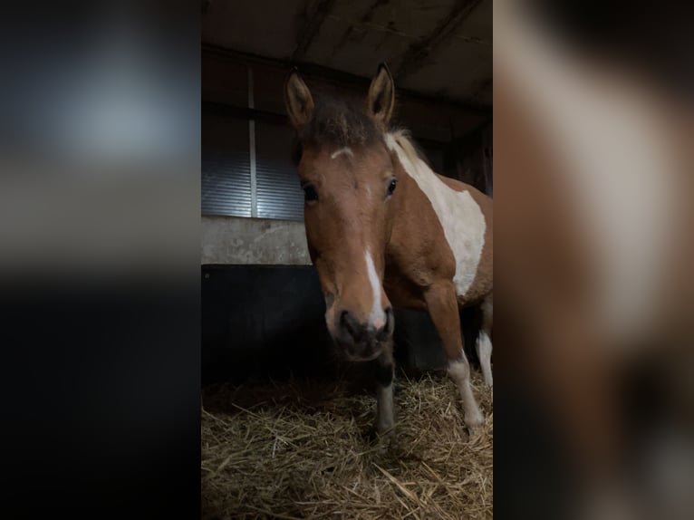 Huzule Merrie 7 Jaar in Mönchengladbach