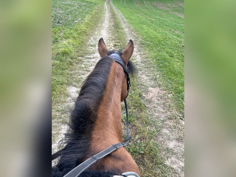 Huzule Merrie 8 Jaar 140 cm Roodbruin in Kager