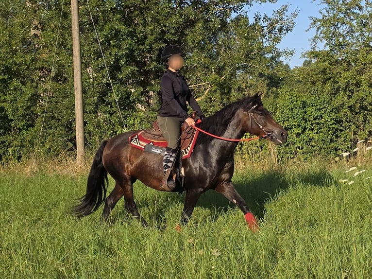 Huzule Merrie 8 Jaar 141 cm Bruin in Linkenbach