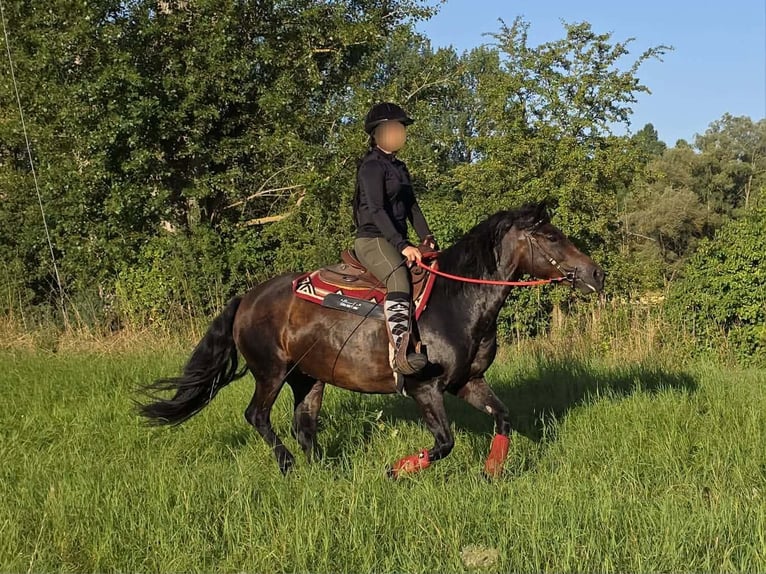 Huzule Merrie 8 Jaar 141 cm Bruin in Linkenbach