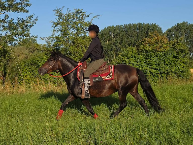 Huzule Merrie 8 Jaar 141 cm Bruin in Linkenbach