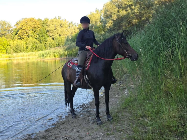 Huzule Merrie 8 Jaar 141 cm Bruin in Linkenbach