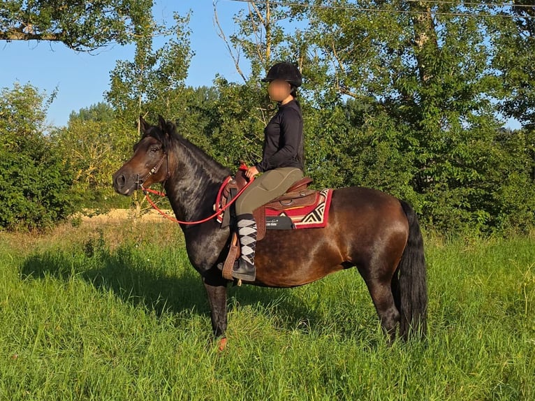 Huzule Merrie 8 Jaar 141 cm Bruin in Linkenbach