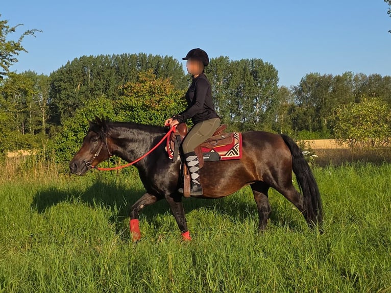 Huzule Merrie 8 Jaar 141 cm Bruin in Linkenbach
