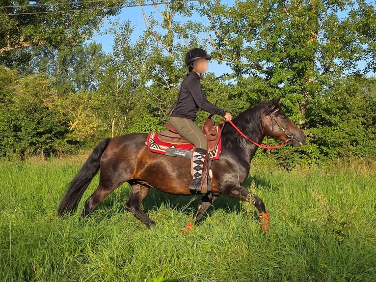 Huzule Merrie 8 Jaar 141 cm Bruin in Linkenbach