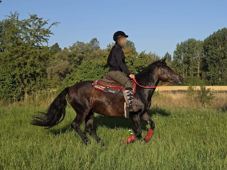 Huzule Merrie 8 Jaar 141 cm Bruin in Linkenbach