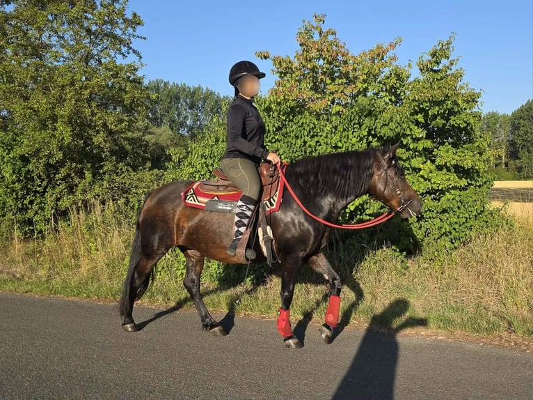 Huzule Merrie 8 Jaar 141 cm Bruin in Linkenbach