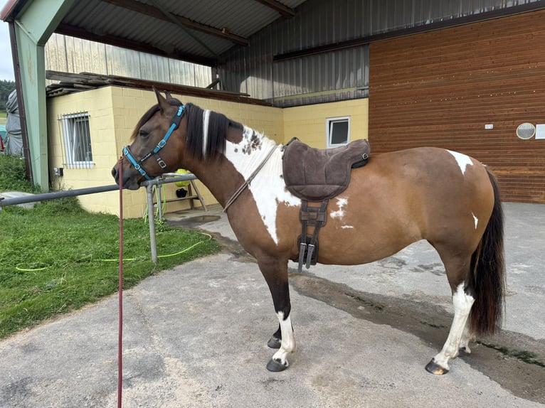 Huzule Merrie 8 Jaar 141 cm Gevlekt-paard in Witzenhausen