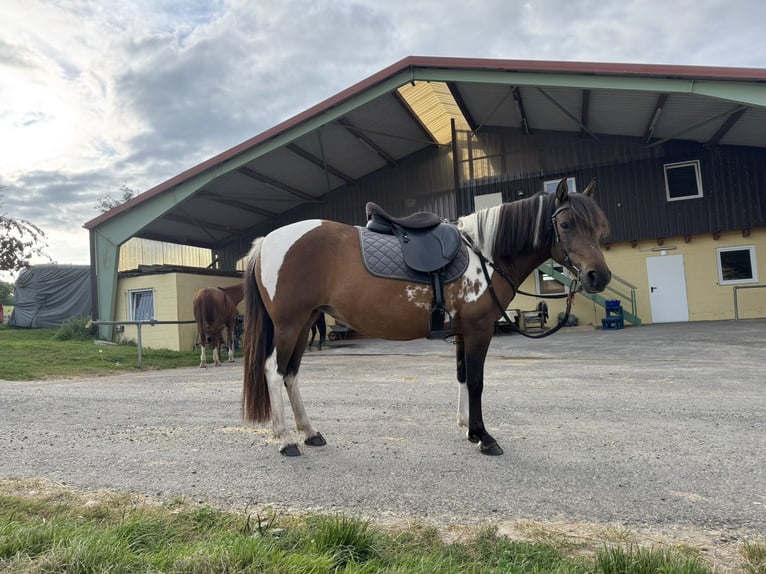 Huzule Merrie 8 Jaar 141 cm Gevlekt-paard in Witzenhausen