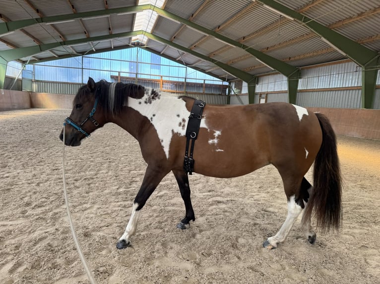 Huzule Merrie 8 Jaar 141 cm Gevlekt-paard in Witzenhausen