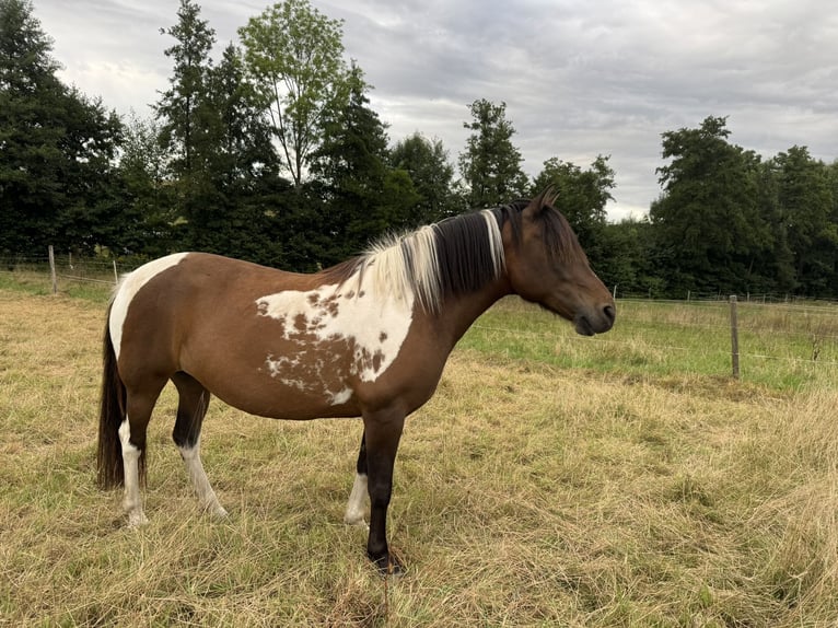 Huzule Merrie 8 Jaar 141 cm Gevlekt-paard in Witzenhausen