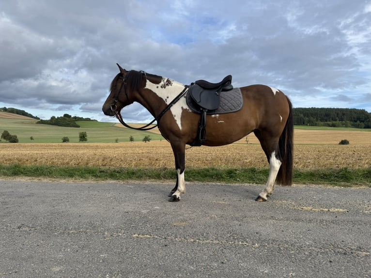 Huzule Merrie 8 Jaar 141 cm Gevlekt-paard in Witzenhausen