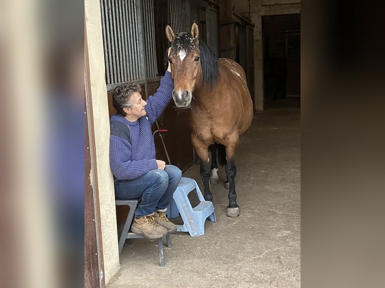 Huzule Merrie 8 Jaar 148 cm Bruin in Schillingsfürst