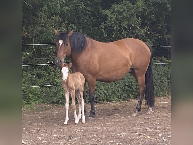 Huzule Merrie 8 Jaar 148 cm Bruin in Schillingsfürst