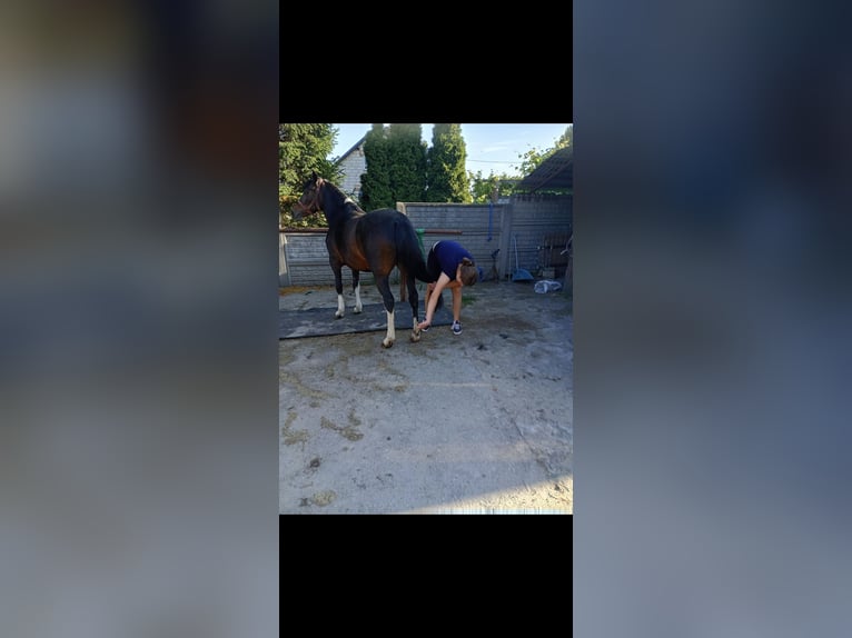 Huzule Merrie 9 Jaar 140 cm Gevlekt-paard in Kamenz