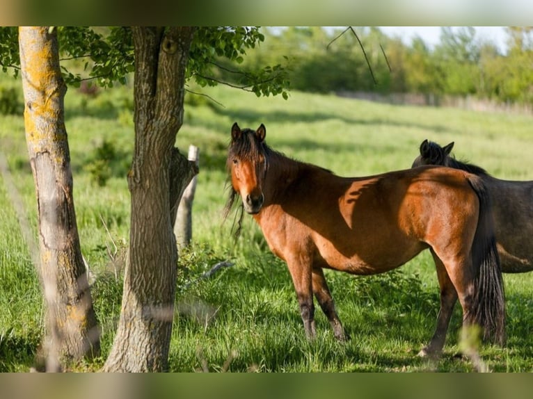 Huzule Merrie 9 Jaar 140 cm Tobiano-alle-kleuren in Jod&#x142;&#xF3;wka