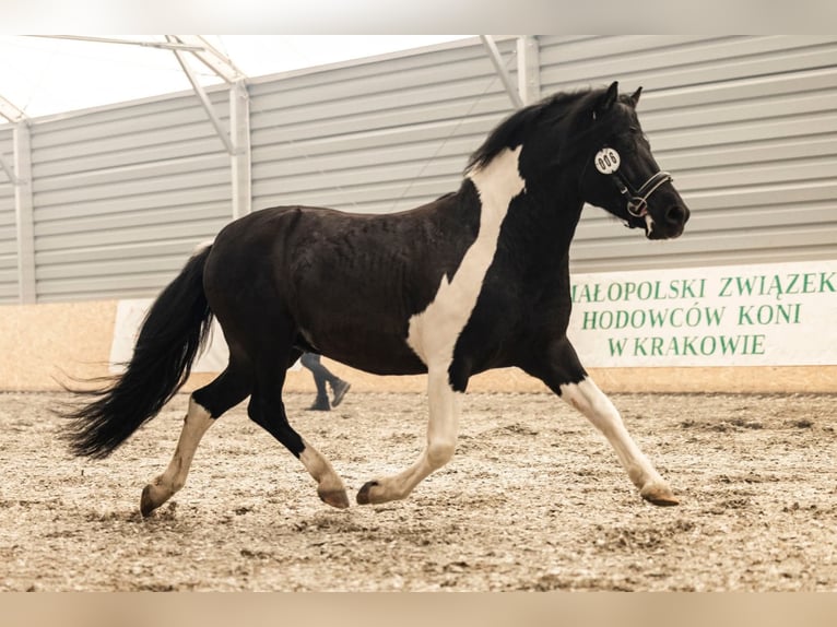 Huzule Merrie Veulen (02/2025) 143 cm Roodbruin in Rad&#x142;&#xF3;w