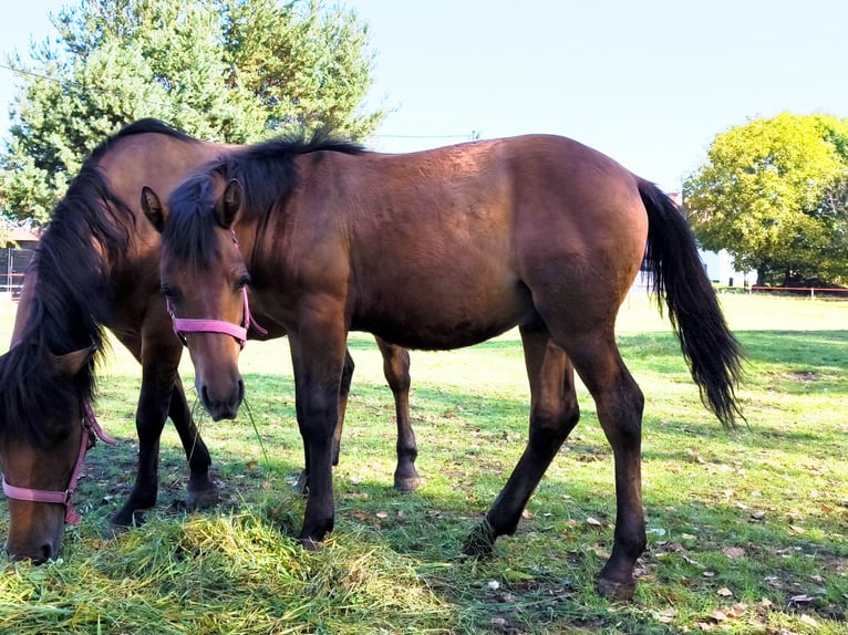 Huzule Merrie Veulen (02/2025) 143 cm Roodbruin in Rad&#x142;&#xF3;w