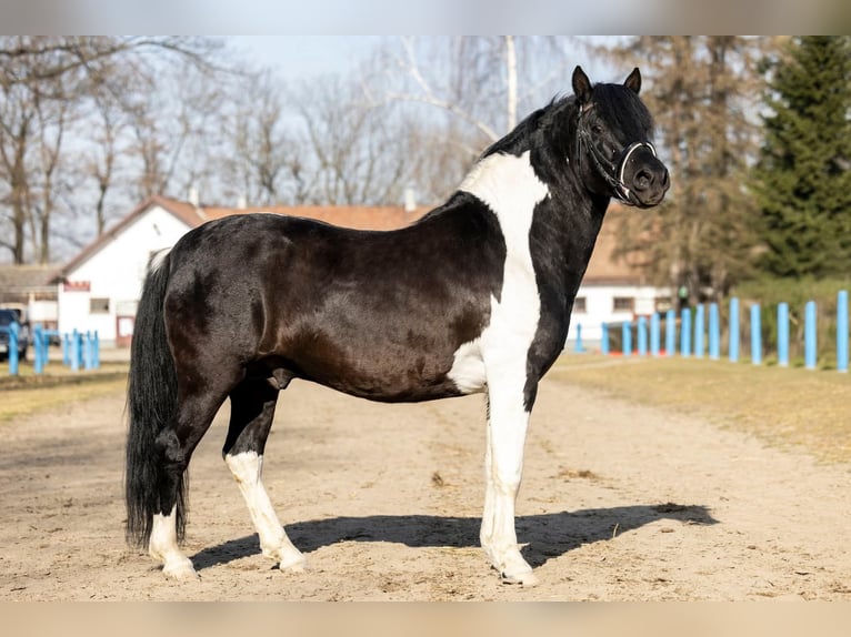 Huzule Merrie Veulen (02/2025) 143 cm Roodbruin in Rad&#x142;&#xF3;w