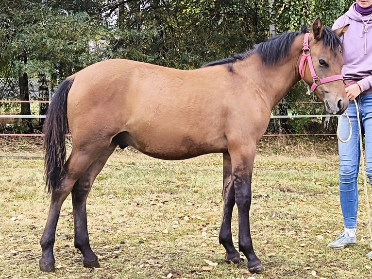 Huzule Merrie Veulen (02/2025) 143 cm Roodbruin in Rad&#x142;&#xF3;w