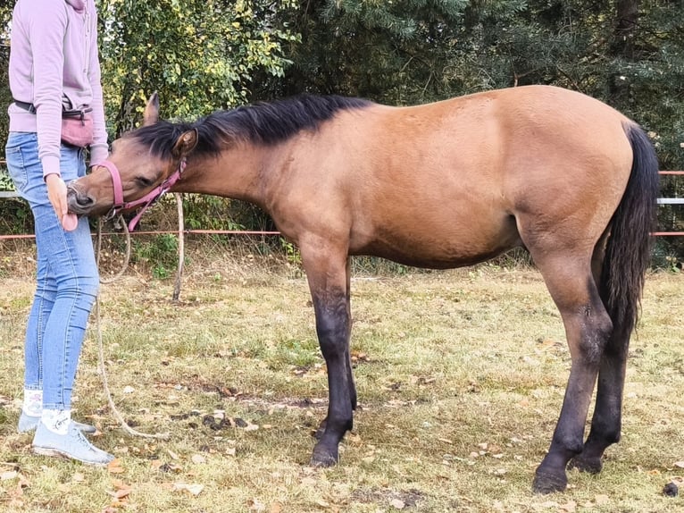 Huzule Merrie Veulen (02/2025) 143 cm Roodbruin in Rad&#x142;&#xF3;w