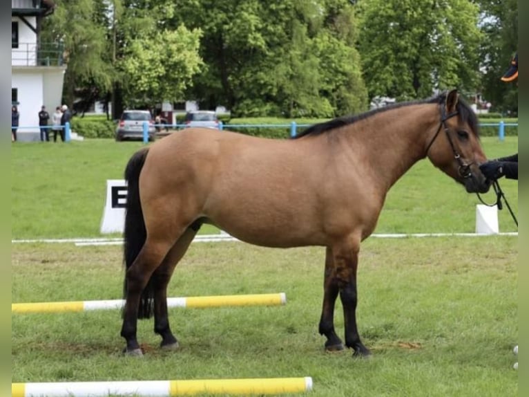 Huzule Merrie Veulen (02/2025) 143 cm Roodbruin in Rad&#x142;&#xF3;w
