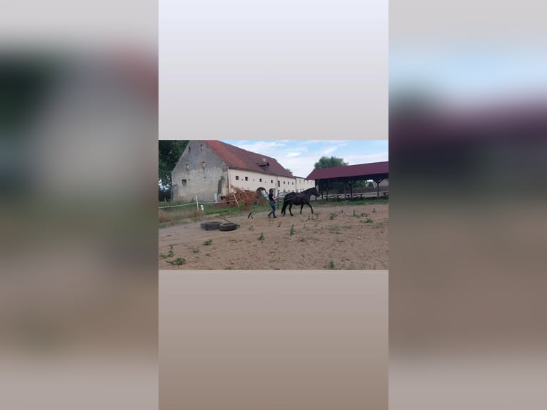 Huzule Ruin 10 Jaar 140 cm Zwart in Lubin